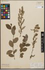 Foto von Salix starkeana Willd.